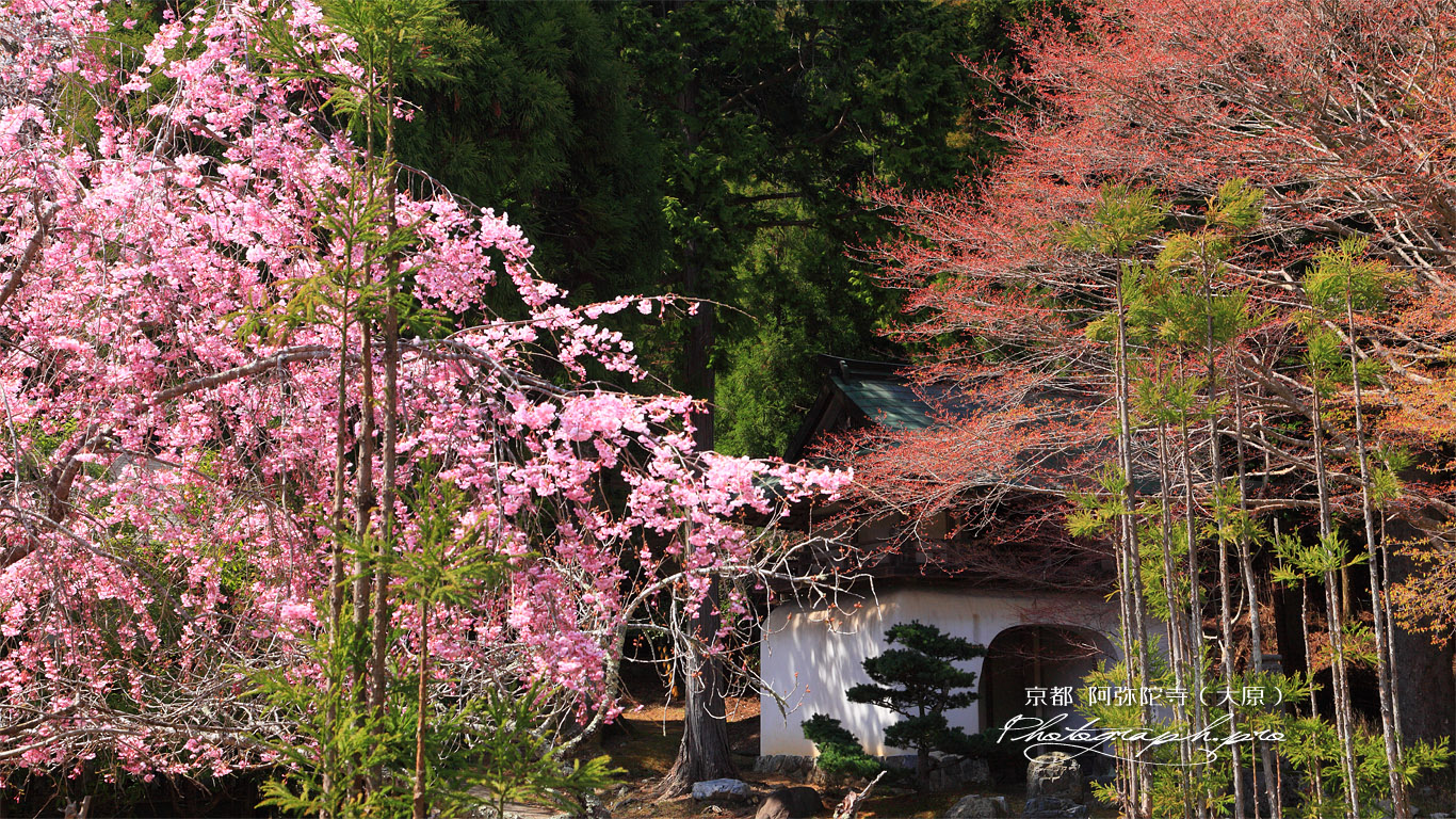 古知谷阿弥陀寺 紅枝垂桜と山門 壁紙