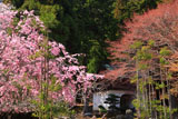 古知谷阿弥陀寺 紅枝垂桜と山門