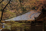 古知谷阿弥陀寺 山桜と本堂