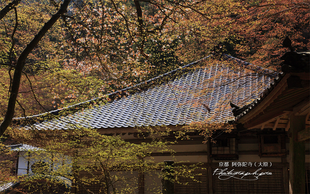 古知谷阿弥陀寺 山桜と本堂 壁紙