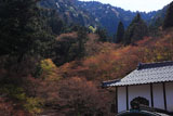 古知谷阿弥陀寺 庫裏と焼杉山のコブシ