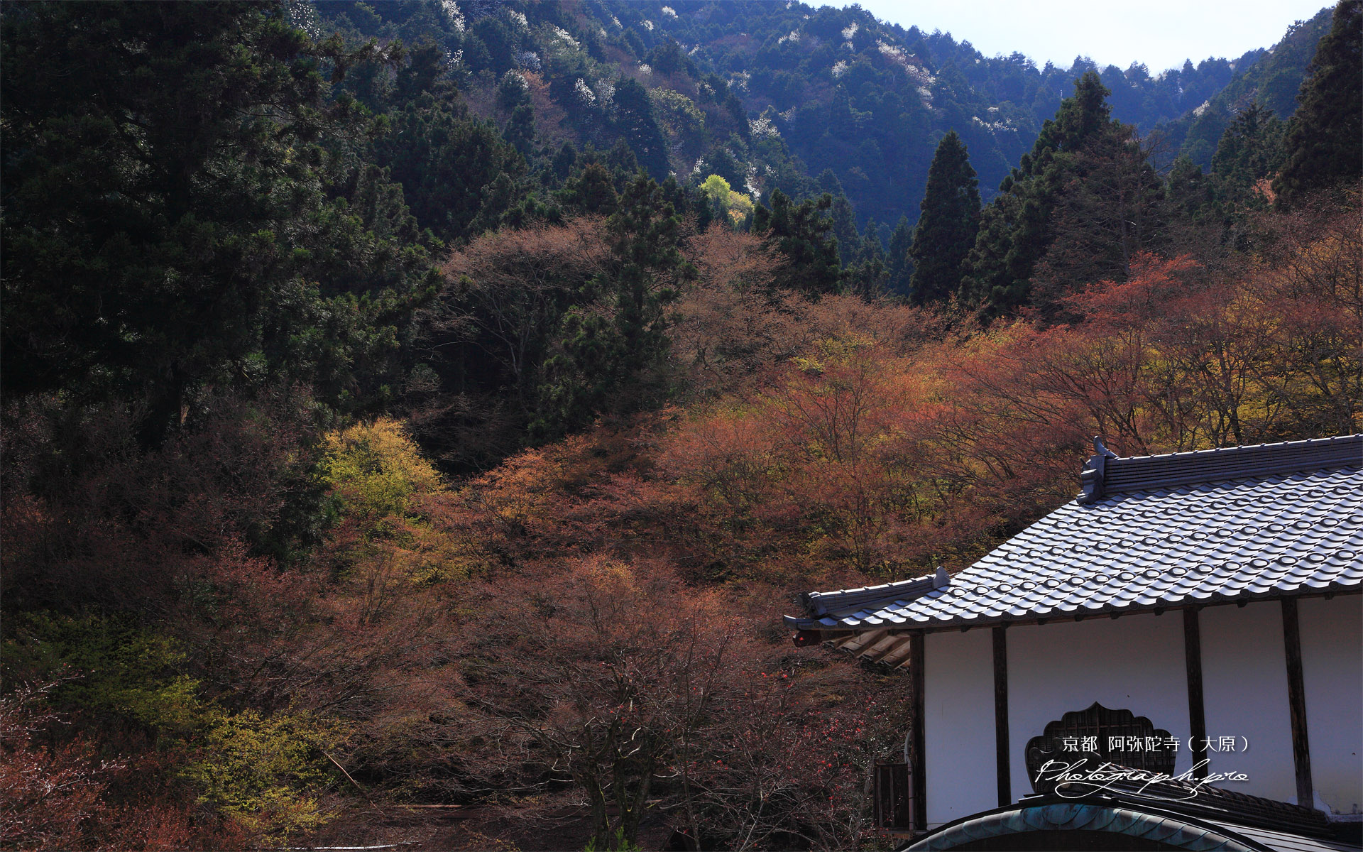 古知谷阿弥陀寺 庫裏と焼杉山のコブシ