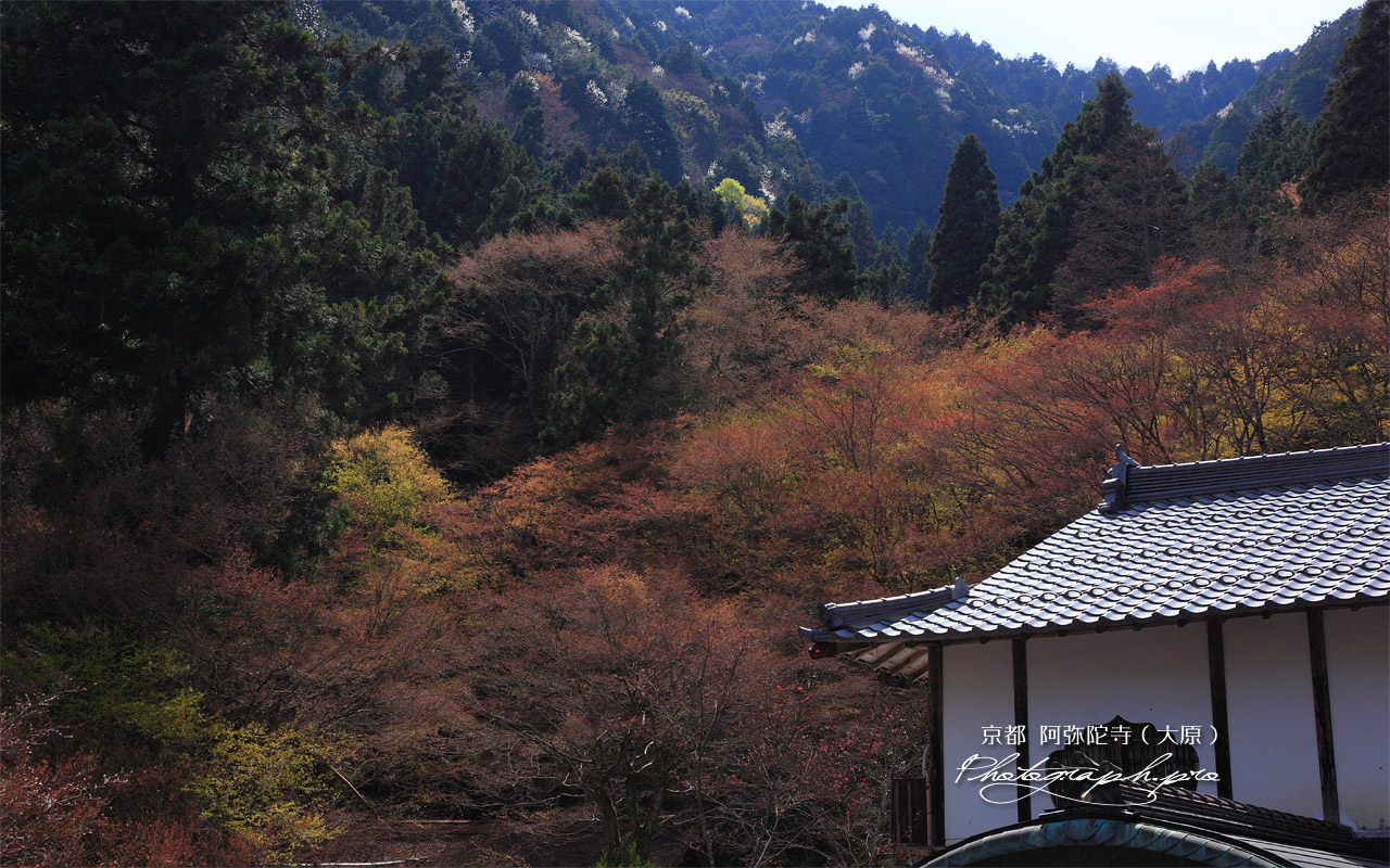 古知谷阿弥陀寺 庫裏と焼杉山のコブシ 壁紙
