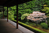 妙心寺桂春院 真如の庭の山桜