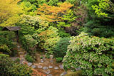 妙心寺桂春院 思惟の庭のアセビ