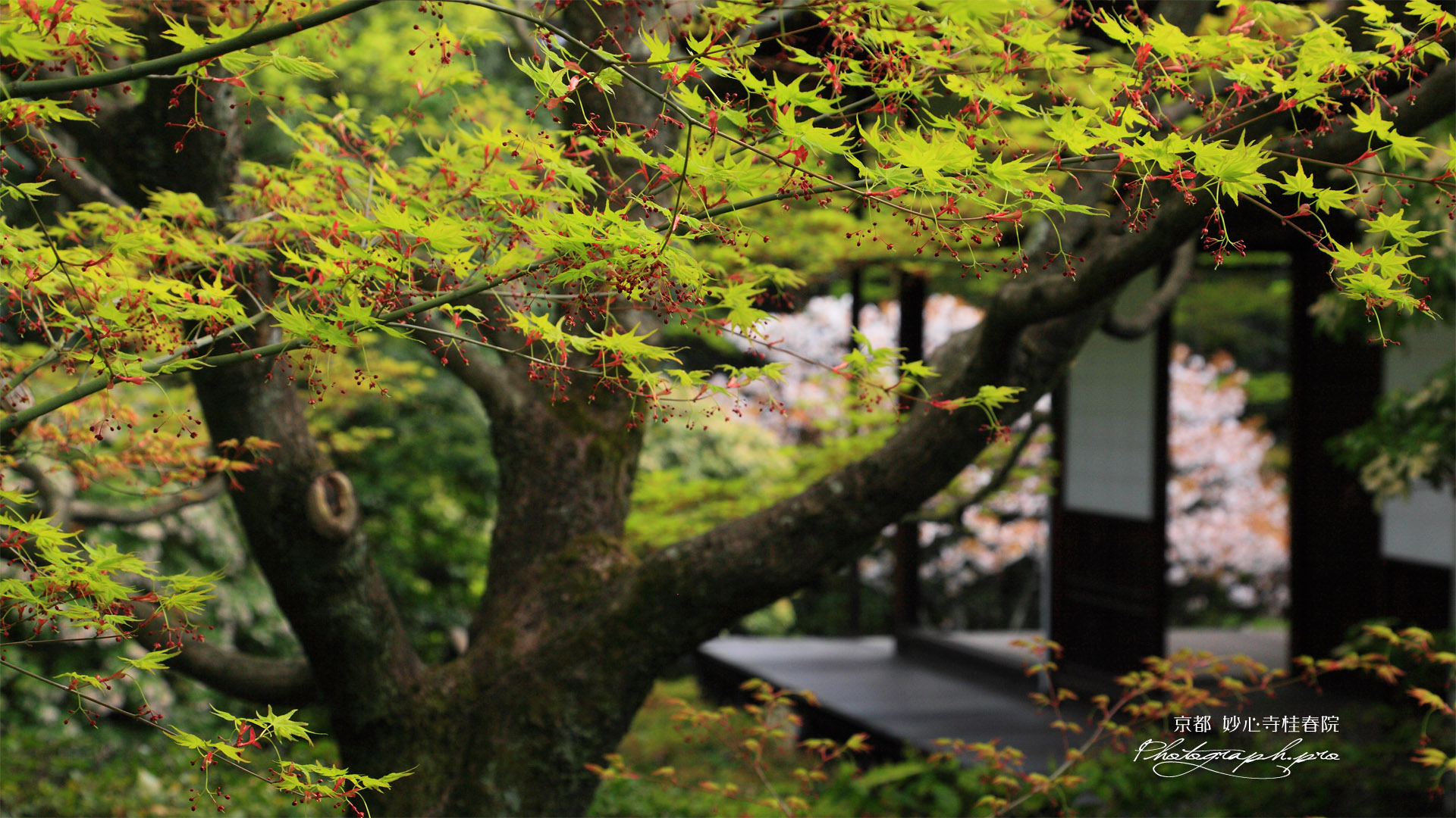 妙心寺桂春院 モミジの花