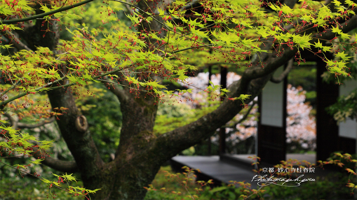 妙心寺桂春院 モミジの花 壁紙
