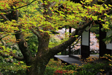 妙心寺桂春院