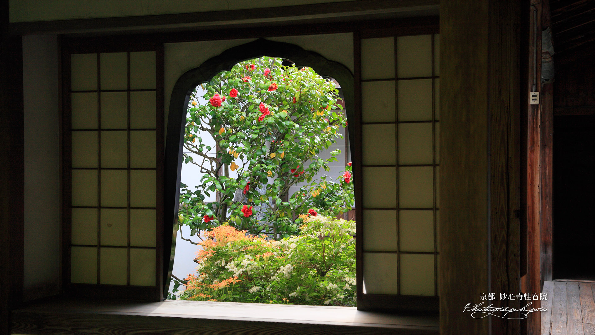 妙心寺桂春院 火灯窓越しの椿