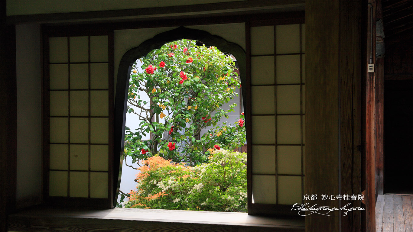 妙心寺桂春院 火灯窓越しの椿 壁紙