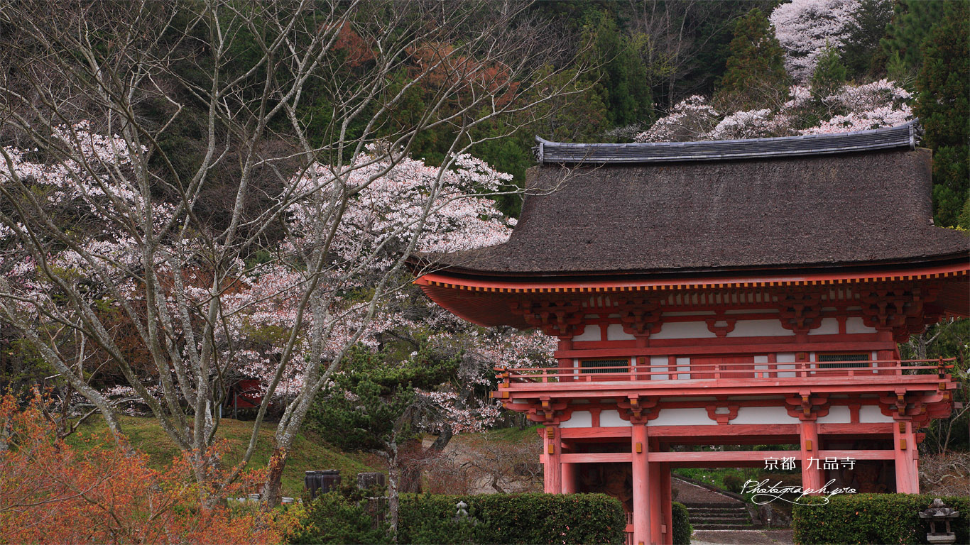 九品寺 大門と桜 壁紙