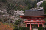 九品寺 大門と桜