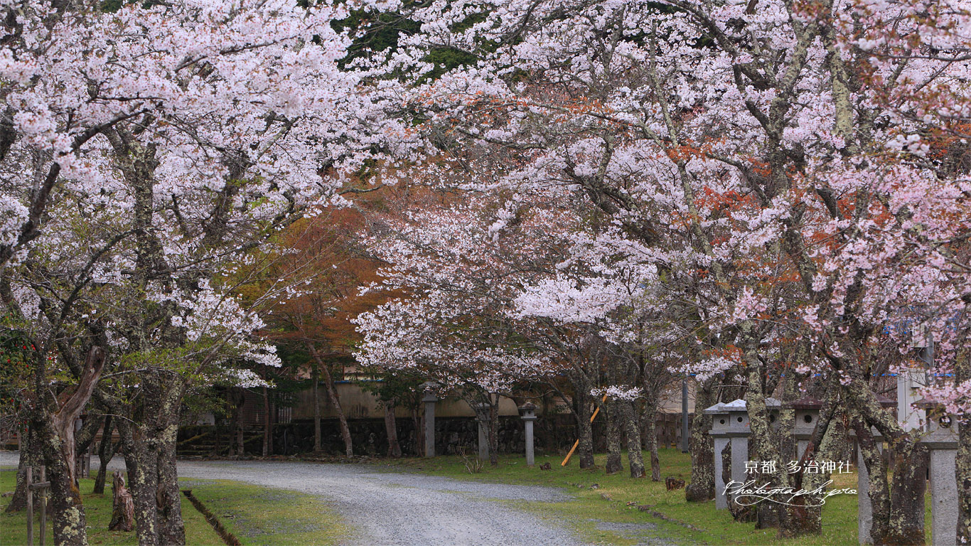 多治神社 参道の桜 壁紙