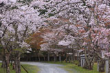 多治神社 参道の桜