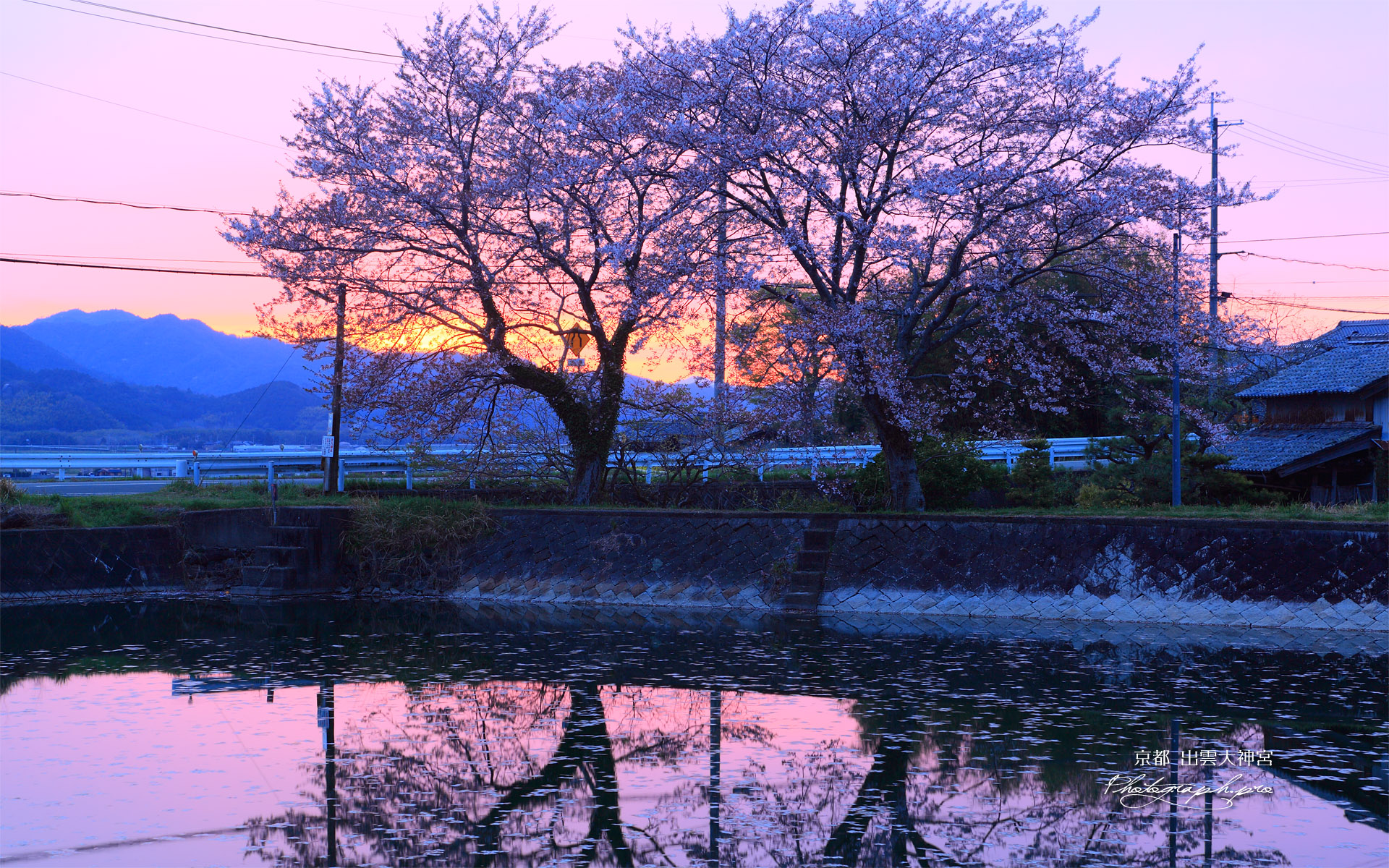 出雲大神宮 夕照の桜と宮池