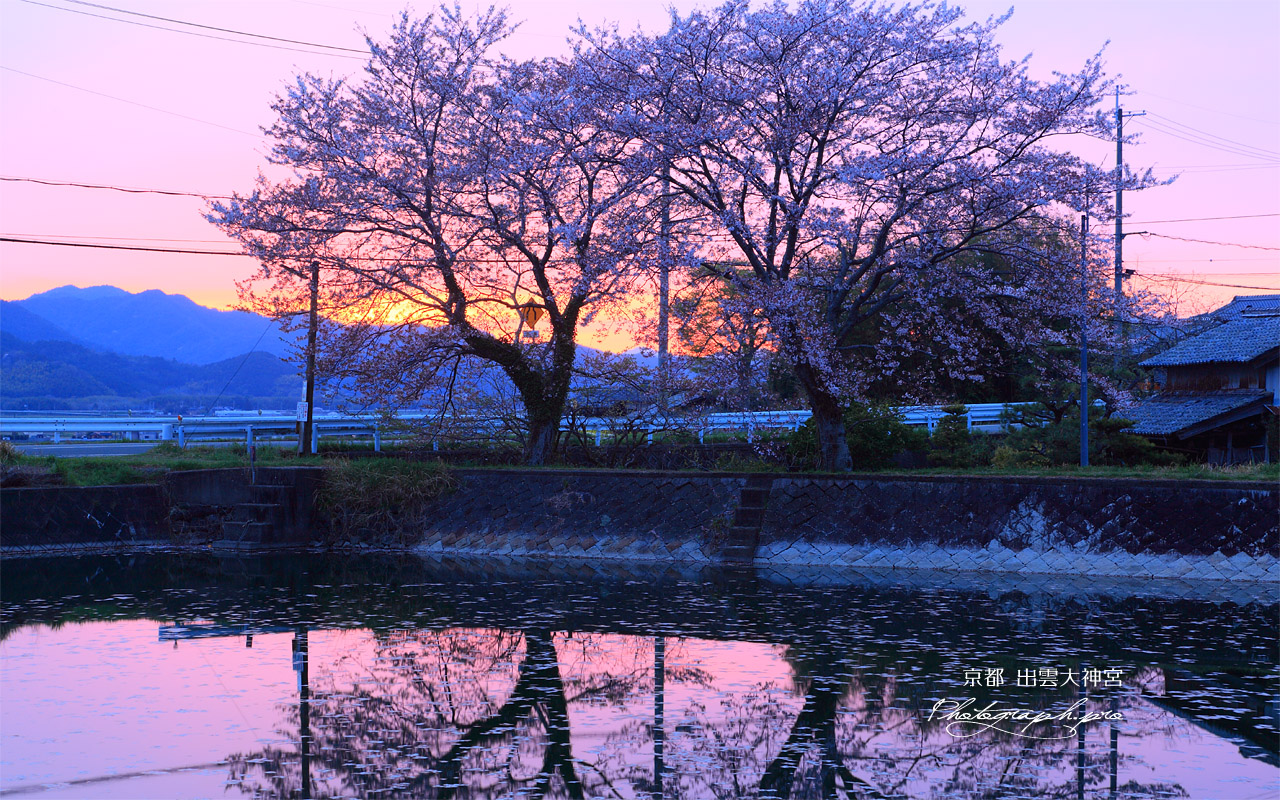 出雲大神宮 夕照の桜と宮池 壁紙