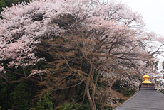 正福寺の山桜