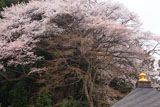 正福寺の山桜