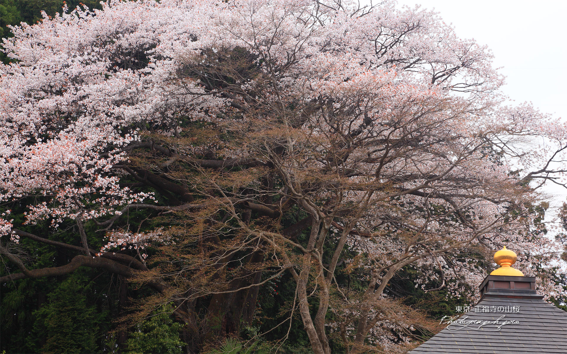 正福寺の山桜