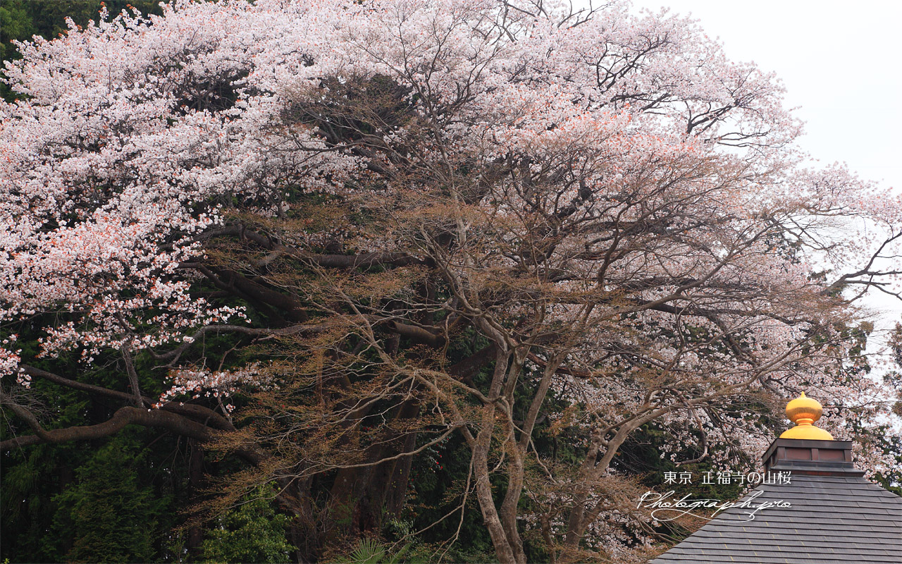 正福寺の山桜 壁紙
