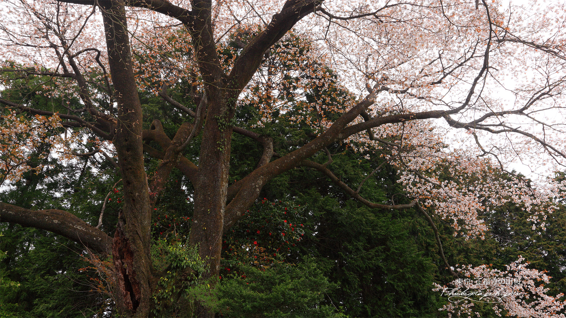 正福寺のヤマザクラ