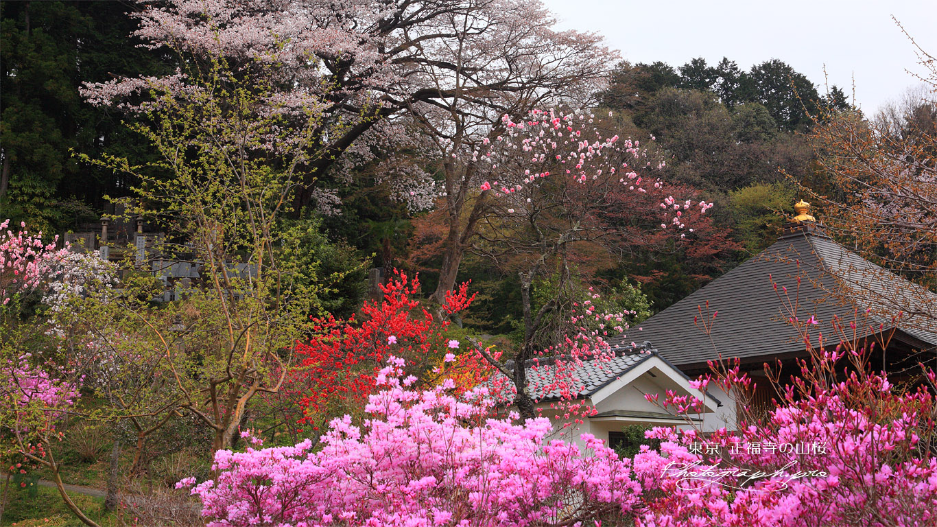 正福寺の山桜 三葉躑躅と花桃 壁紙