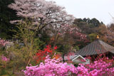 正福寺の山桜 三葉躑躅と花桃