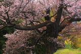 光厳寺の山桜