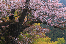 光厳寺のヤマザクラ