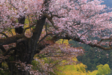 光厳寺のヤマザクラ