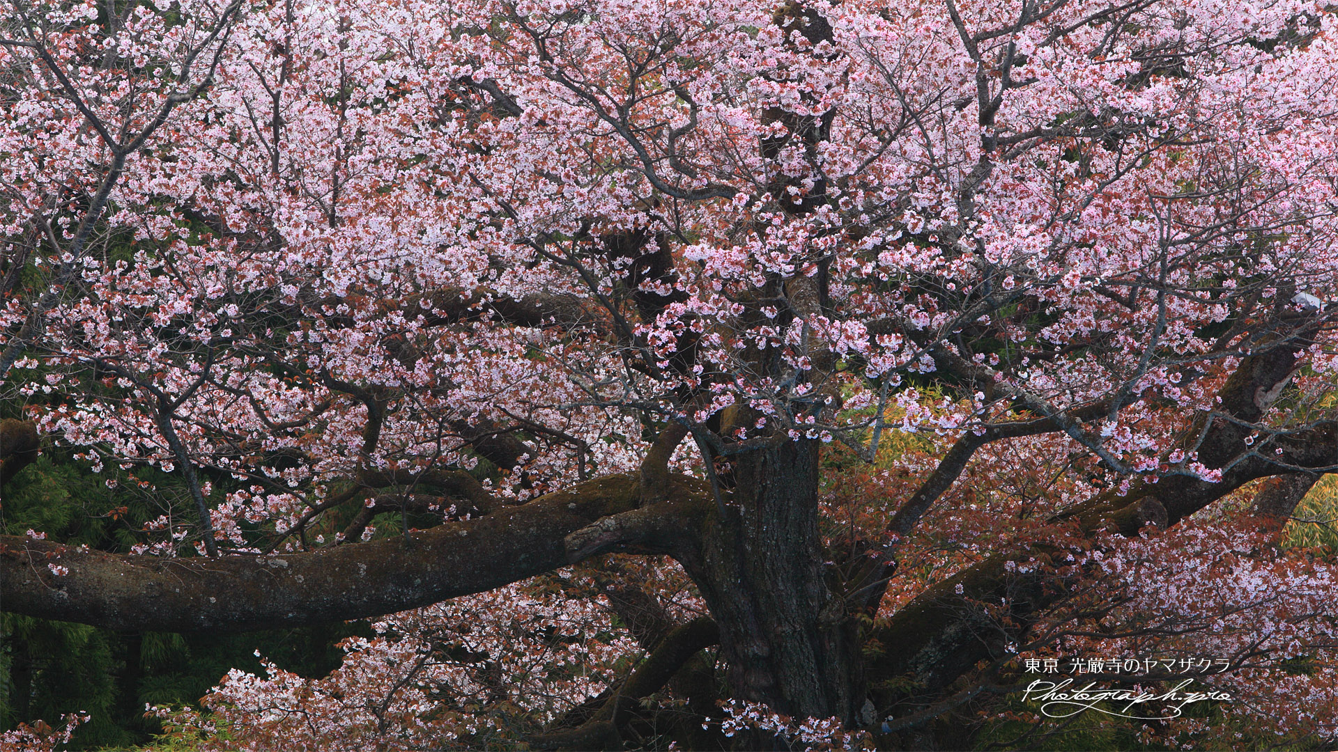 光厳寺の白山桜