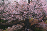 光厳寺の白山桜