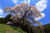 乙ヶ妻しだれ桜