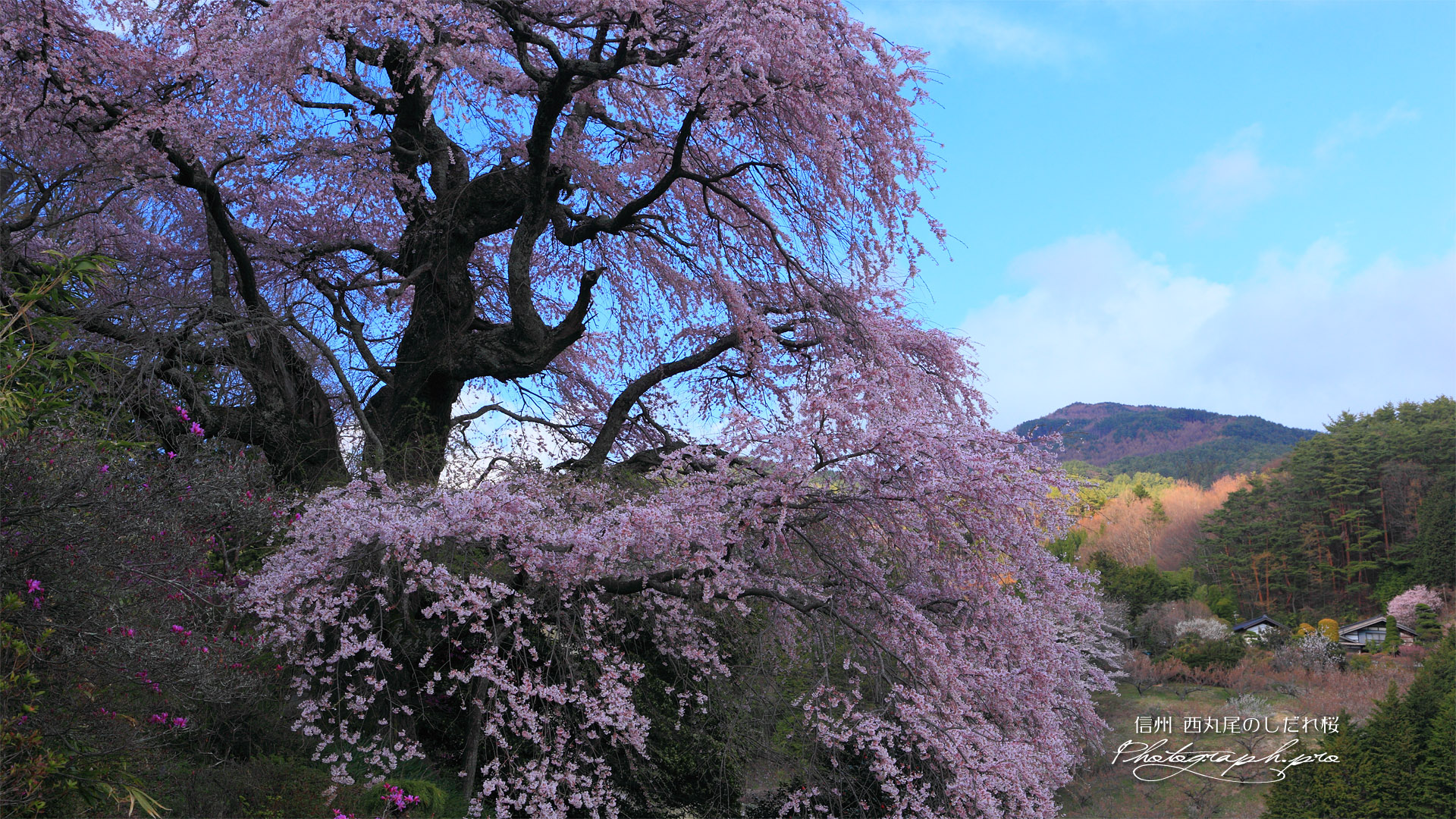 西丸尾の桜