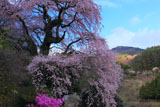 西丸尾の桜