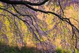 小池の桜