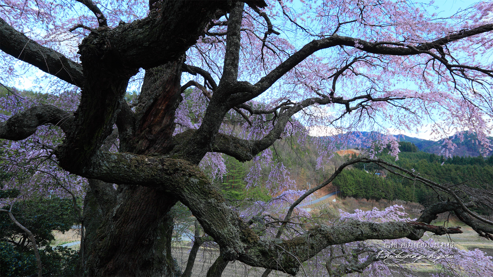 西丸尾の枝垂れ桜