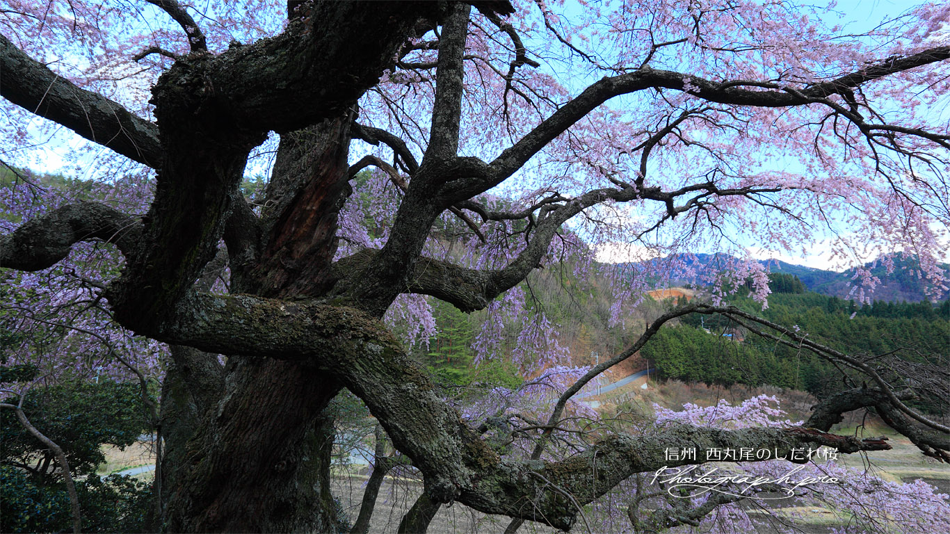西丸尾の枝垂れ桜 壁紙