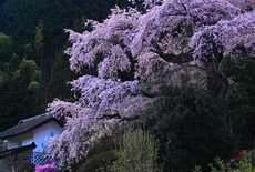 西丸尾のしだれ桜