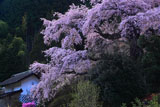 西丸尾のしだれ桜