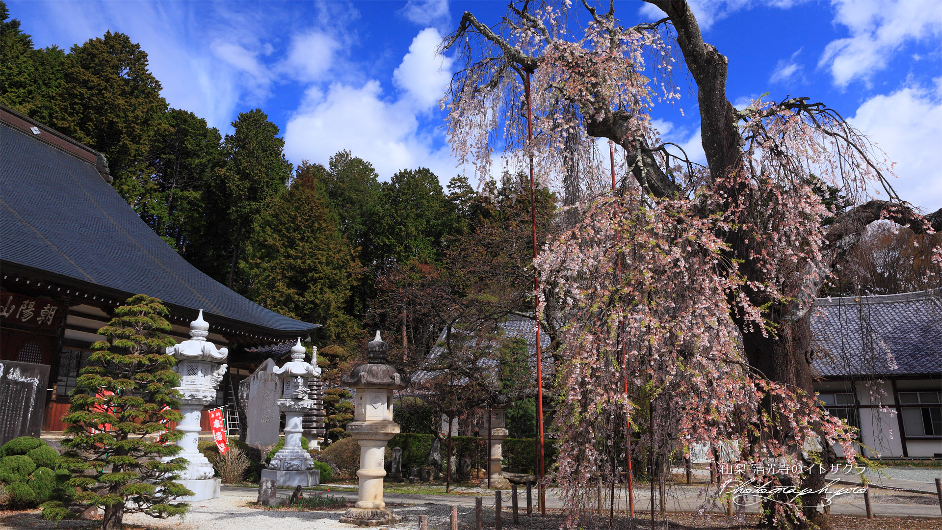 清光寺のイトザクラ
