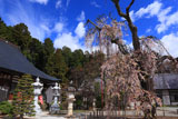 清光寺のイトザクラ