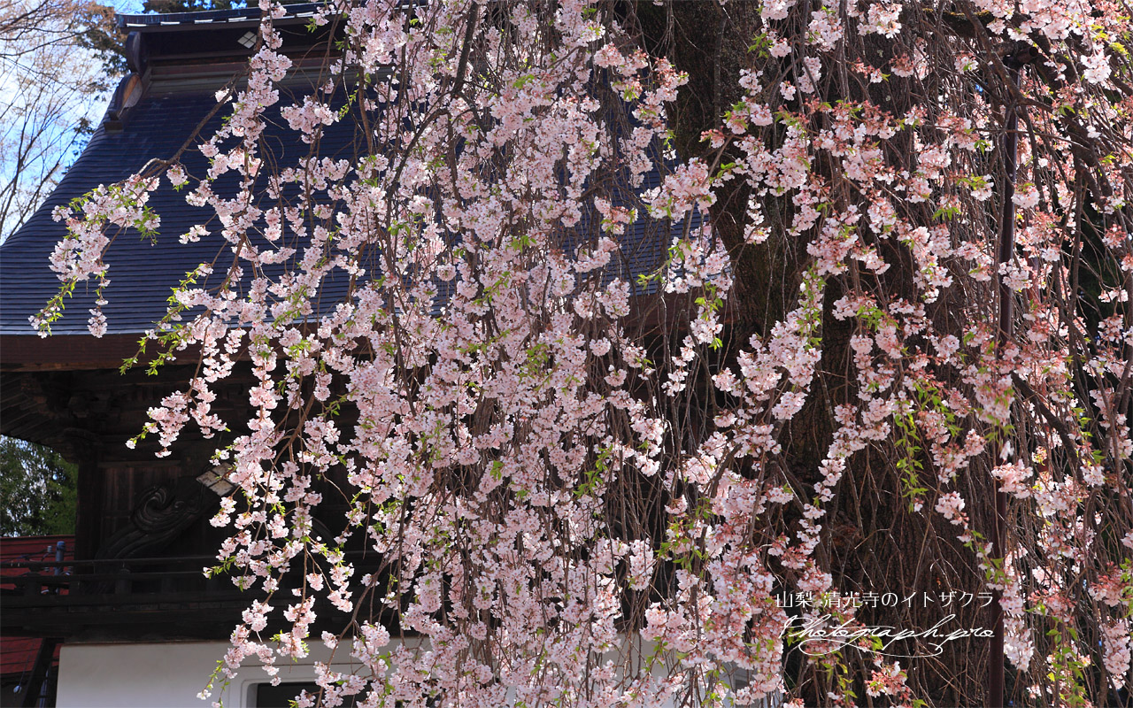 清光寺の枝垂れ桜 壁紙