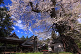 熱那神社のサクラ
