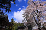 熱那神社の桜