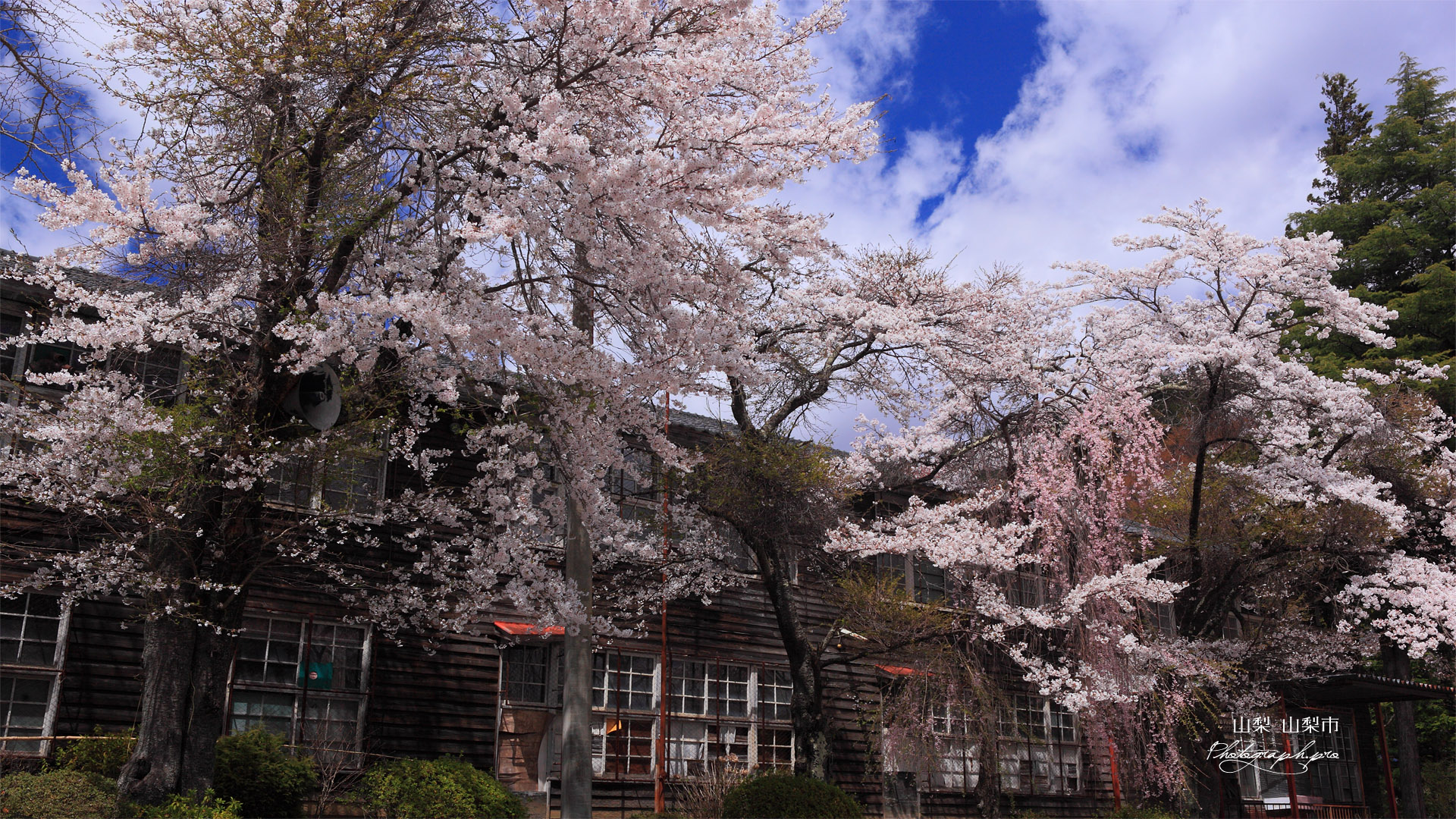 廃校の桜