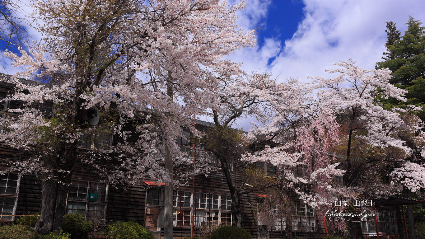 廃校の桜 壁紙