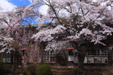 廃校の染井吉野と枝垂桜