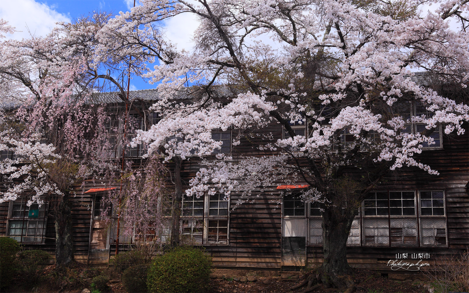 廃校の染井吉野と枝垂桜