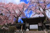 山梨県の桜